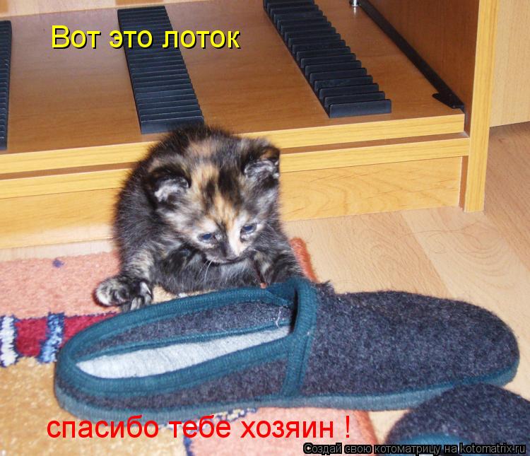 Вот это лоток спасибо тебе хозяин !... Котоматрица: Вот это лоток спасибо тебе хозяин !