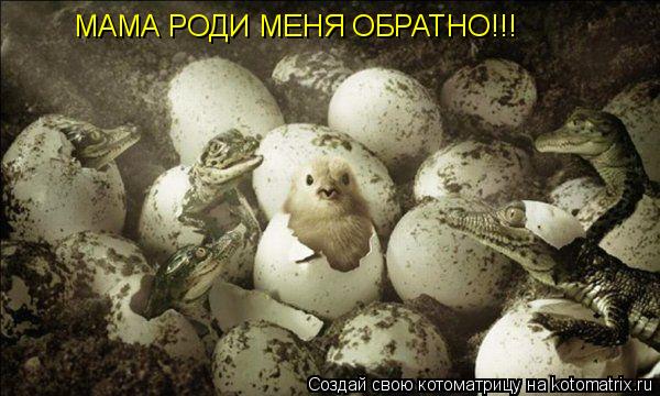 МАМА РОДИ МЕНЯ ОБРАТНО!!!... Котоматрица: МАМА РОДИ МЕНЯ ОБРАТНО!!!