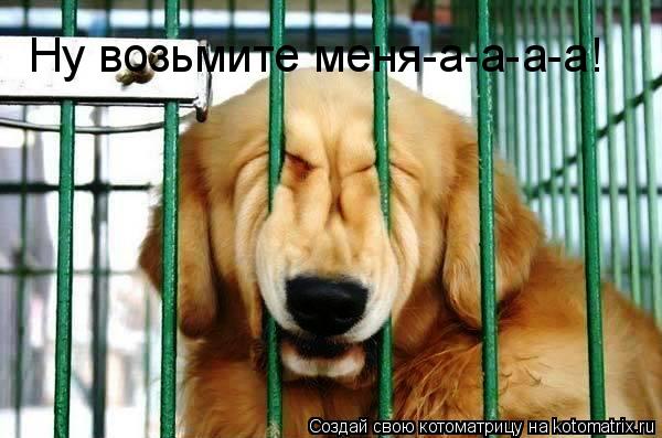 Ну возьмите меня-а-а-а-а!... Котоматрица: Ну возьмите меня-а-а-а-а!