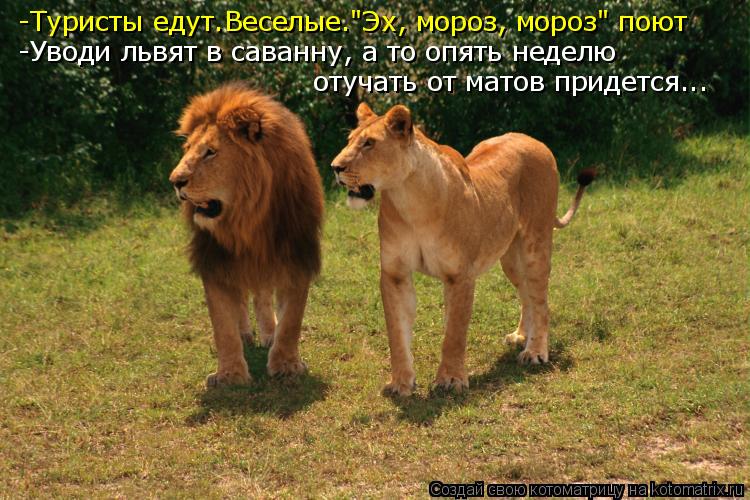 -Туристы едут.Веселые."Эх, мороз, мороз" поют -Уводи львят в саванну, а то опять неделю отучать от ма... Котоматрица: -Туристы едут.Веселые."Эх, мороз, мороз" поют -Уводи львят в саванну, а то опять неделю отучать от матов придется...