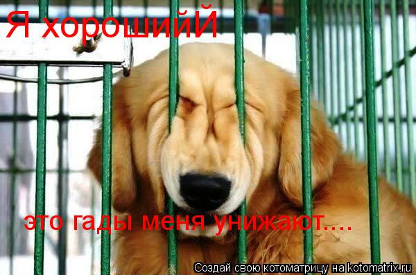 Я хорошийЙ это гады меня унижают....... Котоматрица: Я хорошийЙ это гады меня унижают....