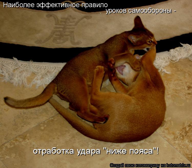 Наиболее эффективное правило уроков самообороны - отработка удара "ниже пояса"!... Котоматрица: Наиболее эффективное правило уроков самообороны - отработка удара "ниже пояса"!