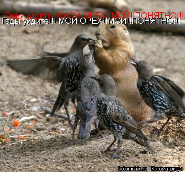 Гады уйдите!!! МОЙ ОРЕХ!!МОЙ!!ПОНЯТНО!!! Гады уйдите!!! МОЙ ОРЕХ!!МОЙ!!ПОНЯТНО!!!... Котоматрица: Гады уйдите!!! МОЙ ОРЕХ!!МОЙ!!ПОНЯТНО!!! Гады уйдите!!! МОЙ ОРЕХ!!МОЙ!!ПОНЯТНО!!!