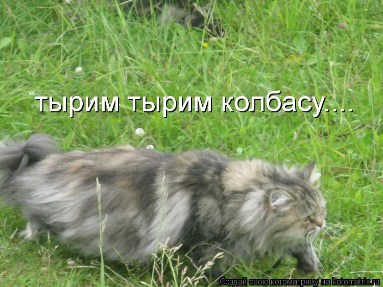 тырим тырим колбасу....... Котоматрица: тырим тырим колбасу....