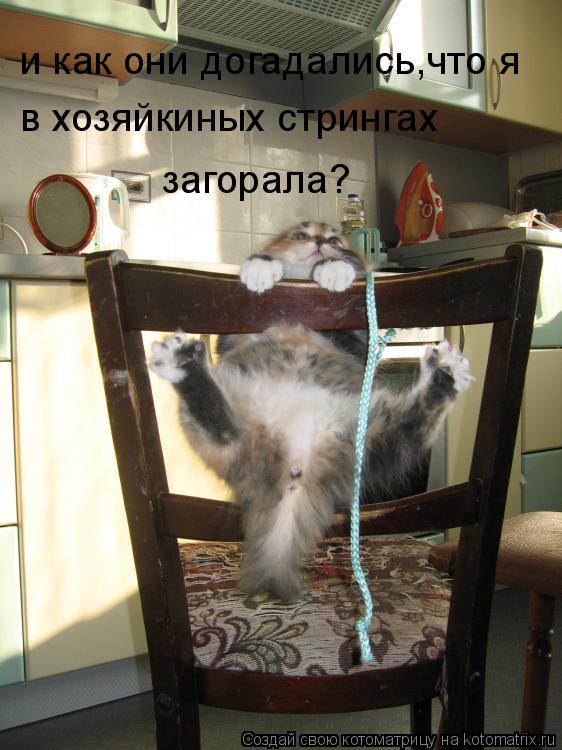и как они догадались,что я в хозяйкиных стрингах загорала?... Котоматрица: и как они догадались,что я в хозяйкиных стрингах загорала?
