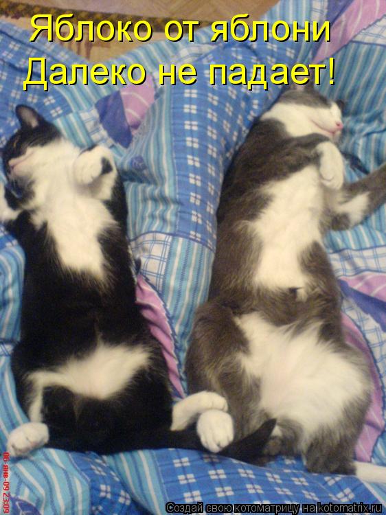Котоматрица: Яблоко от яблони Далеко не падает!