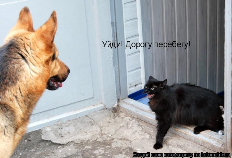 Котоматрица: Уйди! Дорогу перебегу!