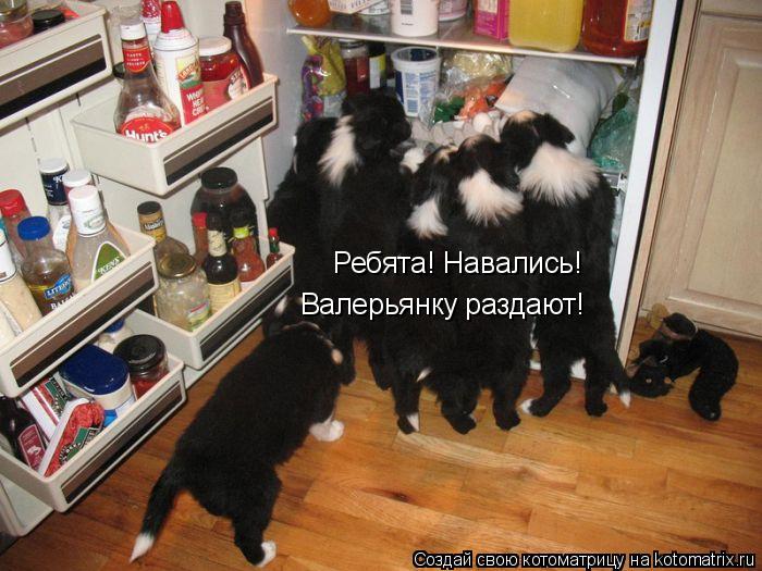 Котоматрица: Ребята! Навались! Валерьянку раздают!