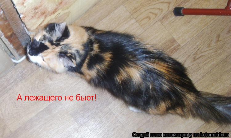 Котоматрица: А лежащего не бьют!