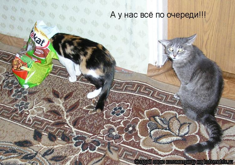 Котоматрица: А у нас всё по очереди!!!