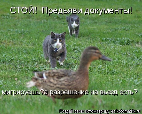 СТОЙ! Предьяви документы! мигрируешь?а разрешение на вьезд есть?... Котоматрица: СТОЙ! Предьяви документы! мигрируешь?а разрешение на вьезд есть?