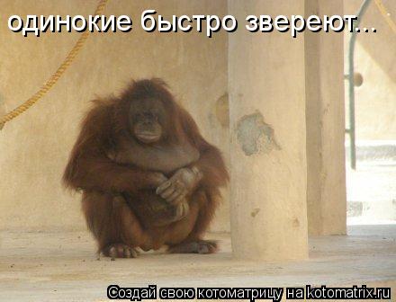 одинокие быстро звереют...... Котоматрица: одинокие быстро звереют...