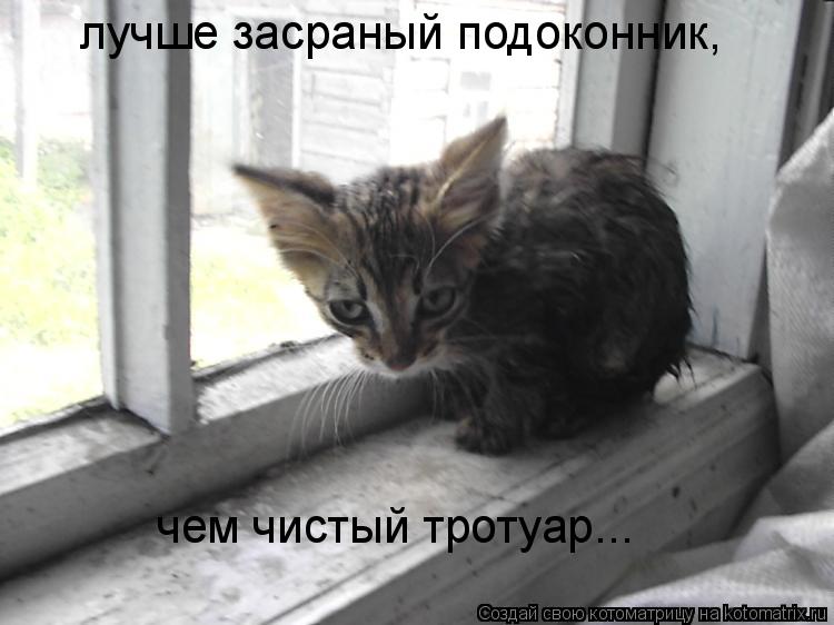 лучше засраный подоконник, чем чистый тротуар...... Котоматрица: лучше засраный подоконник, чем чистый тротуар...