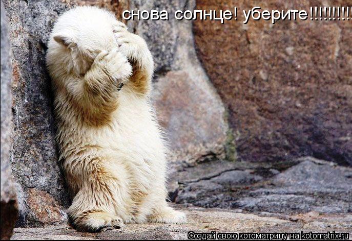 снова солнце! уберите!!!!!!!!!!!... Котоматрица: снова солнце! уберите!!!!!!!!!!!