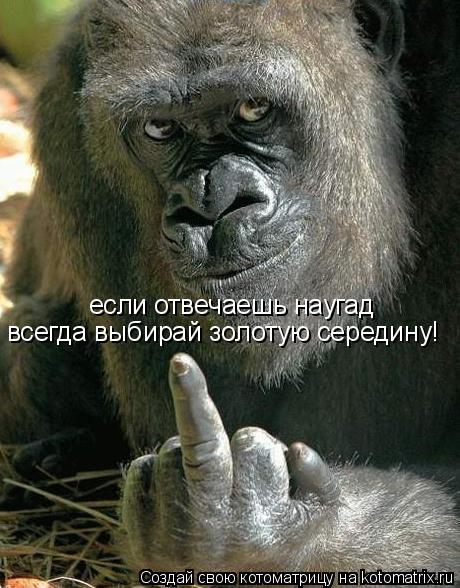 если отвечаешь наугад всегда выбирай золотую середину!... Котоматрица: если отвечаешь наугад всегда выбирай золотую середину!