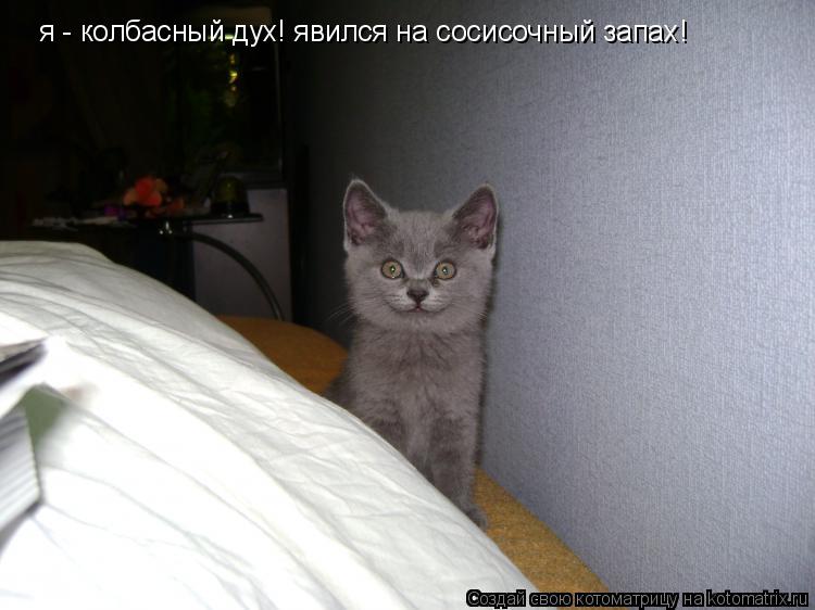 я - колбасный дух! явился на сосисочный запах!... Котоматрица: я - колбасный дух! явился на сосисочный запах!