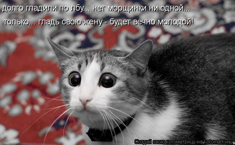 Котоматрица: долго гладили по лбу... нет морщинки ни одной... только... гладь свою жену - будет вечно молодой!