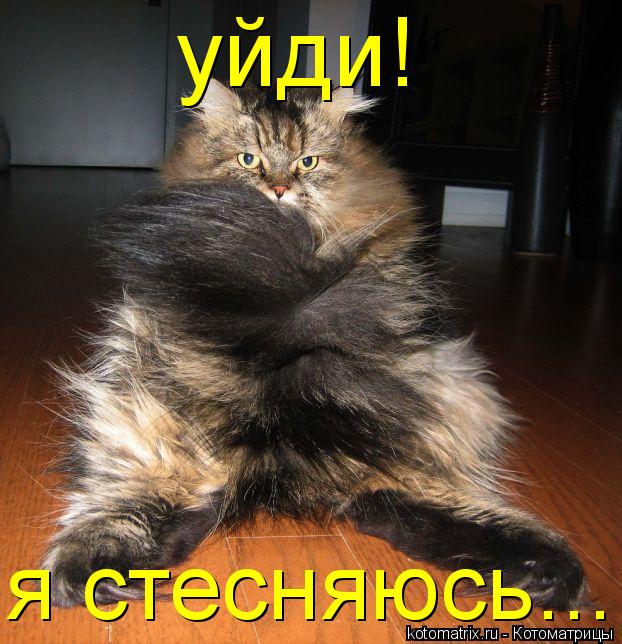Котоматрица: уйди! я стесняюсь...