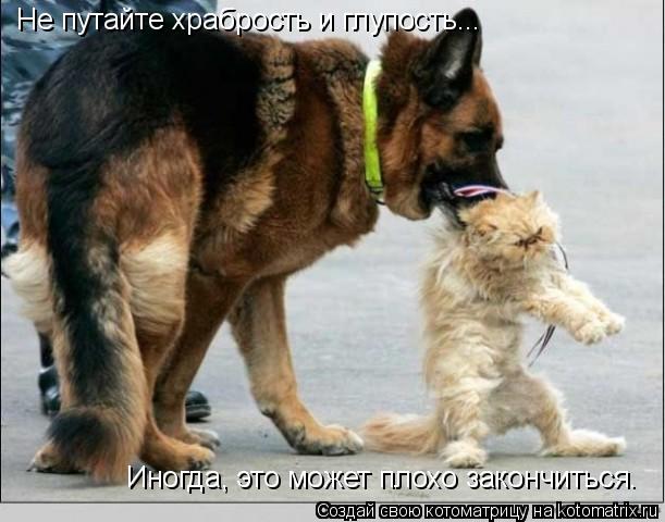 Котоматрица: Не путайте храбрость и глупость... Иногда, это может плохо закончиться.