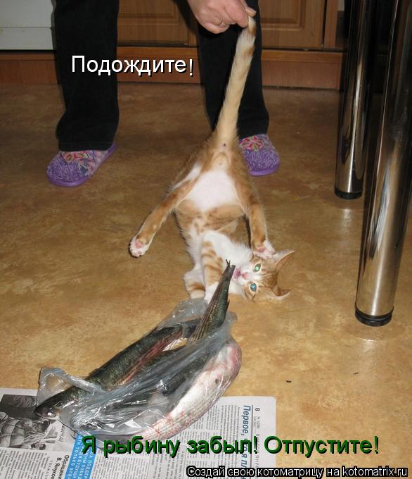 Котоматрица: Подождите Я рыбину забыл! Отпустите! !