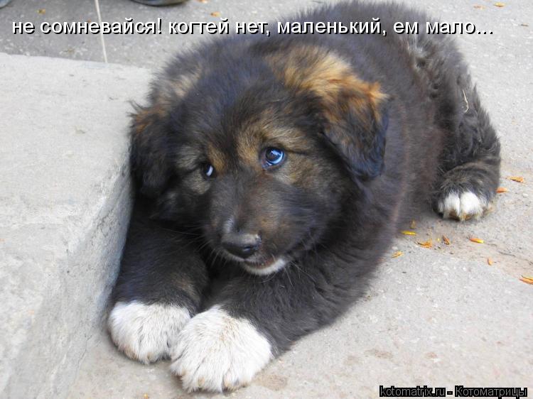 Котоматрица: не сомневайся! когтей нет, маленький, ем мало...