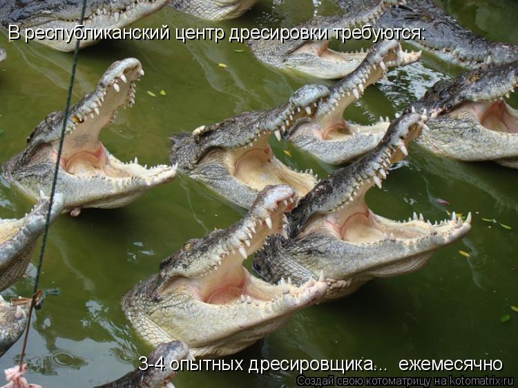 Котоматрица: В республиканский центр дресировки требуются: 3-4 опытных дресировщика...  ежемесячно