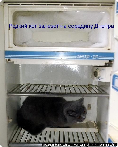 Редкий кот залезет на середину Днепра... Котоматрица: Редкий кот залезет на середину Днепра