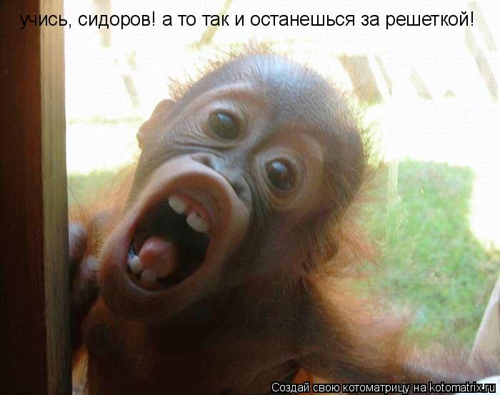 учись, сидоров! а то так и останешься за решеткой!... Котоматрица: учись, сидоров! а то так и останешься за решеткой!