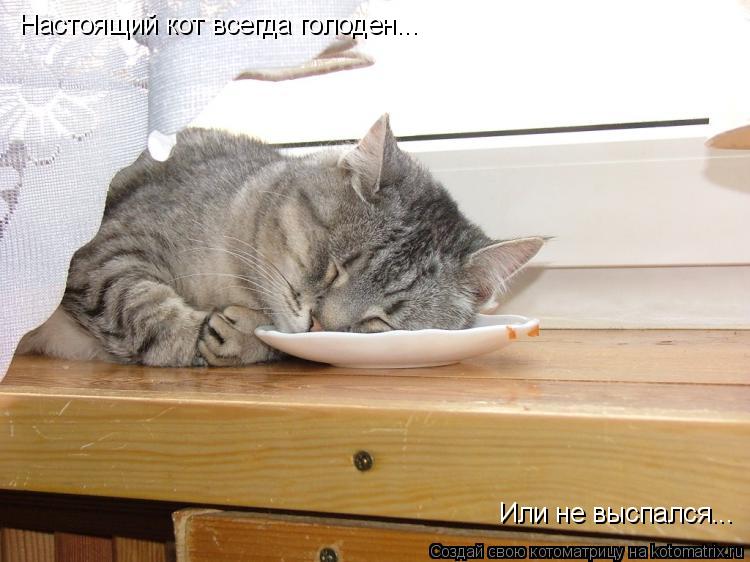 Настоящий кот всегда голоден... Или не выспался...... Котоматрица: Настоящий кот всегда голоден... Или не выспался...