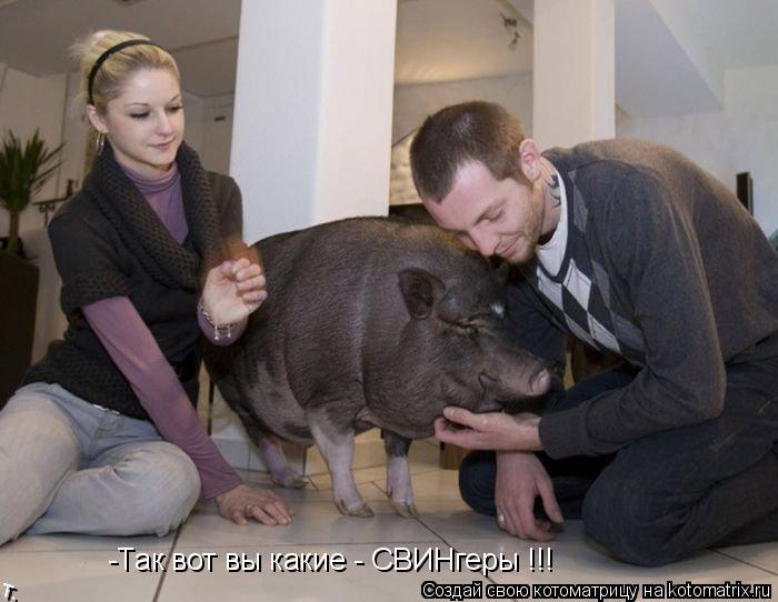 -Так вот вы какие - СВИНгеры !!!... Котоматрица: -Так вот вы какие - СВИНгеры !!!