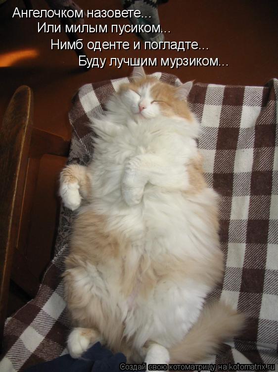 Ангелочком назовете... Или милым пусиком... Нимб оденте и погладте... Буду лучшим мурзиком...... Котоматрица: Ангелочком назовете... Или милым пусиком... Нимб оденте и погладте... Буду лучшим мурзиком...