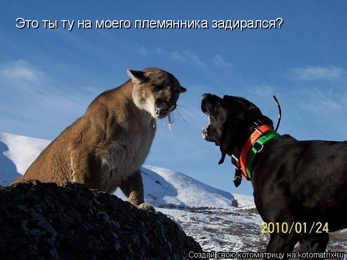 Это ты ту на моего племянника задирался?... Котоматрица: Это ты ту на моего племянника задирался?