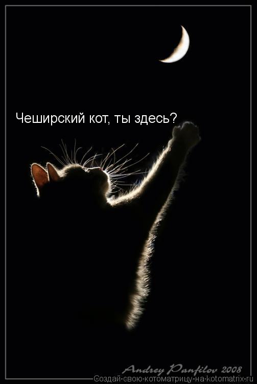 Чеширский кот, ты здесь?... Котоматрица: Чеширский кот, ты здесь?
