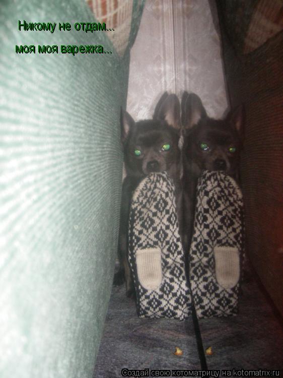 Никому не отдам... моя моя варежка...... Котоматрица: Никому не отдам... моя моя варежка...