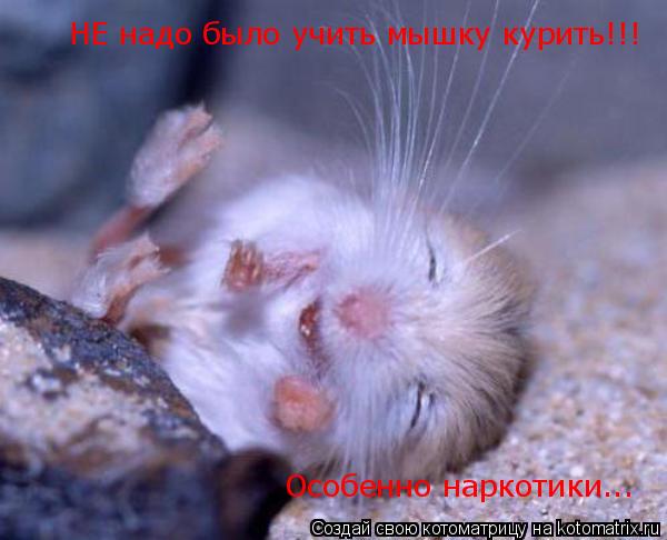 НЕ надо было учить мышку курить!!! Особенно наркотики...... Котоматрица: НЕ надо было учить мышку курить!!! Особенно наркотики...
