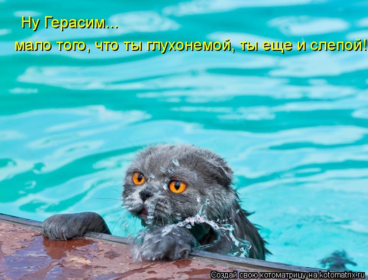 Ну Герасим... мало того, что ты глухонемой, ты еще и слепой!... Котоматрица: Ну Герасим... мало того, что ты глухонемой, ты еще и слепой!