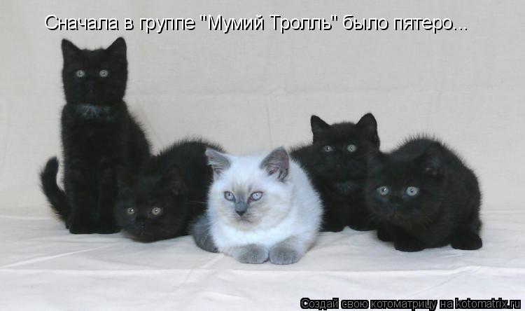 Сначала в группе "Мумий Тролль" было пятеро...... Котоматрица: Сначала в группе "Мумий Тролль" было пятеро...
