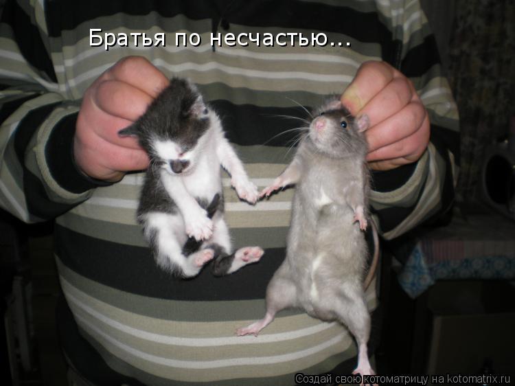 Братья по несчастью...... Котоматрица: Братья по несчастью...