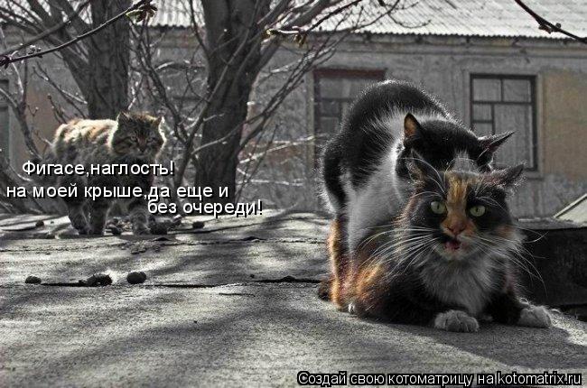 Фигасе,наглость! на моей крыше,да еще и без очереди!... Котоматрица: Фигасе,наглость! на моей крыше,да еще и без очереди!