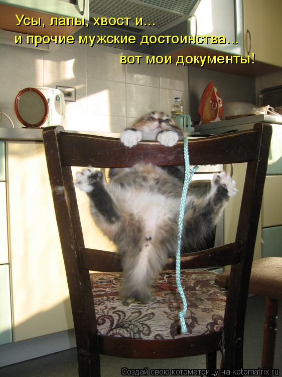 Усы, лапы, хвост и... и прочие мужские достоинства... вот мои документы!... Котоматрица: Усы, лапы, хвост и... и прочие мужские достоинства... вот мои документы!