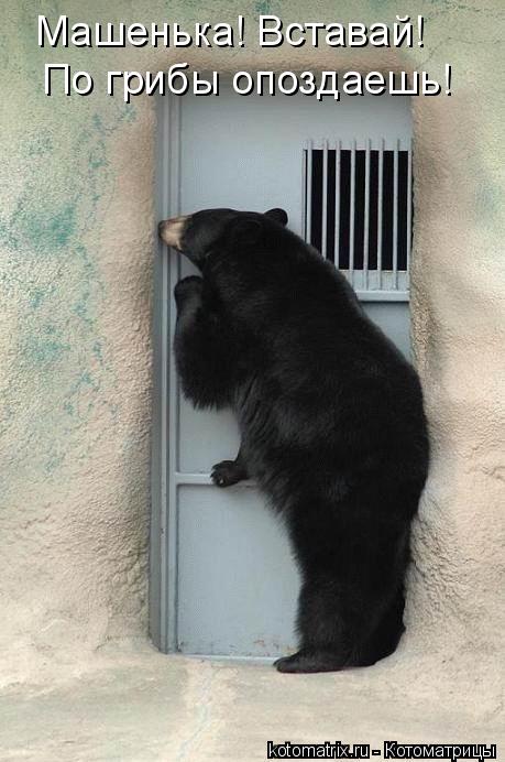Машенька! Вставай! По грибы опоздаешь!... Котоматрица: Машенька! Вставай! По грибы опоздаешь!