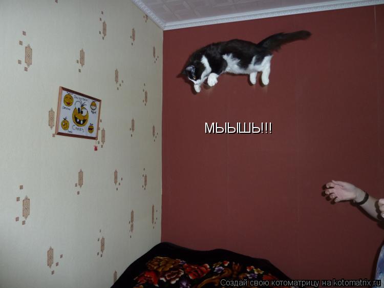МЫЫШЬ!!!... Котоматрица: МЫЫШЬ!!!