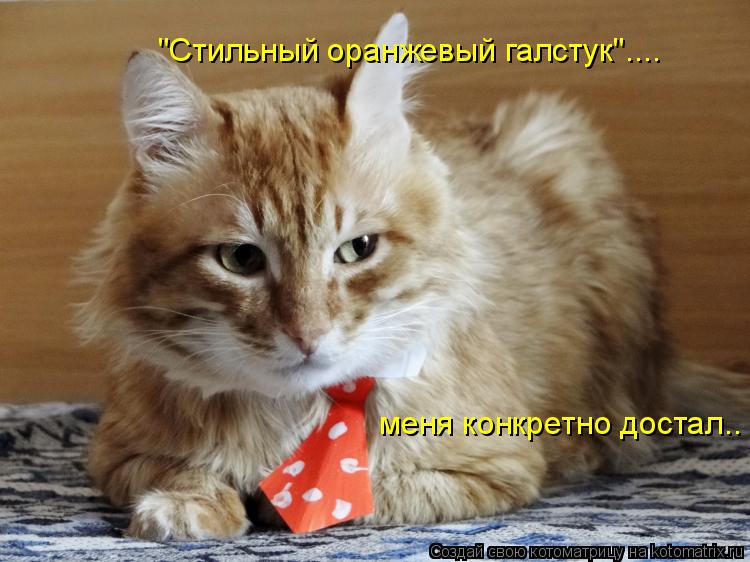 "Стильный оранжевый галстук".... меня конкретно достал..... Котоматрица: "Стильный оранжевый галстук".... меня конкретно достал..