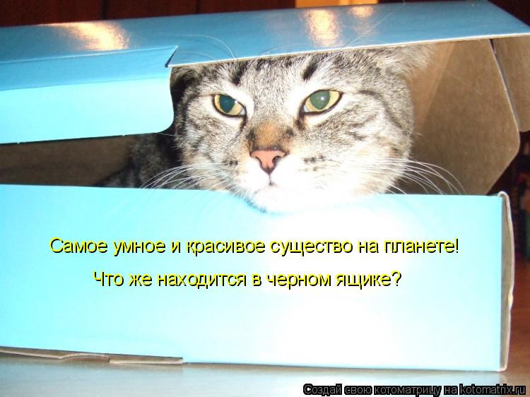 Самое умное и красивое существо на планете! Что же находится в черном ящике?... Котоматрица: Самое умное и красивое существо на планете! Что же находится в черном ящике?