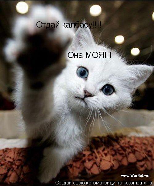Отдай калбасу!!!! Она МОЯ!!!... Котоматрица: Отдай калбасу!!!! Она МОЯ!!!