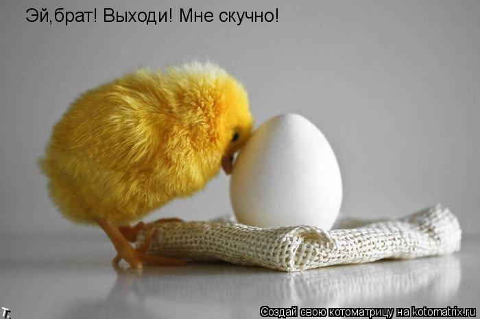 Котоматрица: Эй,брат! Выходи! Мне скучно!