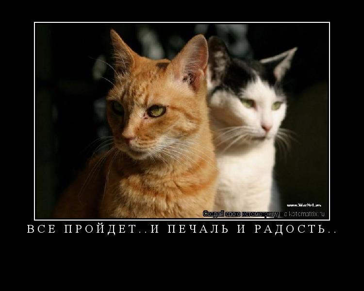 ВСЕ ПРОЙДЕТ..И ПЕЧАЛЬ И РАДОСТЬ.. ... Котоматрица: ВСЕ ПРОЙДЕТ..И ПЕЧАЛЬ И РАДОСТЬ..
