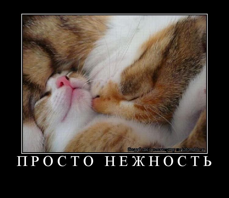 ПРОСТО НЕЖНОСТЬ ... Котоматрица: ПРОСТО НЕЖНОСТЬ