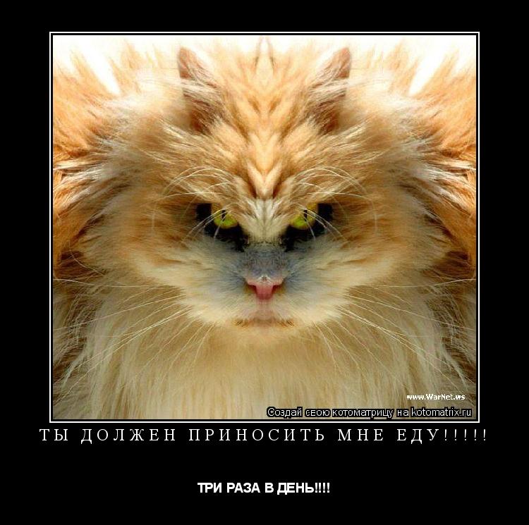 ТЫ ДОЛЖЕН ПРИНОСИТЬ МНЕ ЕДУ!!!!! ТРИ РАЗА В ДЕНЬ!!!!... Котоматрица: ТЫ ДОЛЖЕН ПРИНОСИТЬ МНЕ ЕДУ!!!!! ТРИ РАЗА В ДЕНЬ!!!!