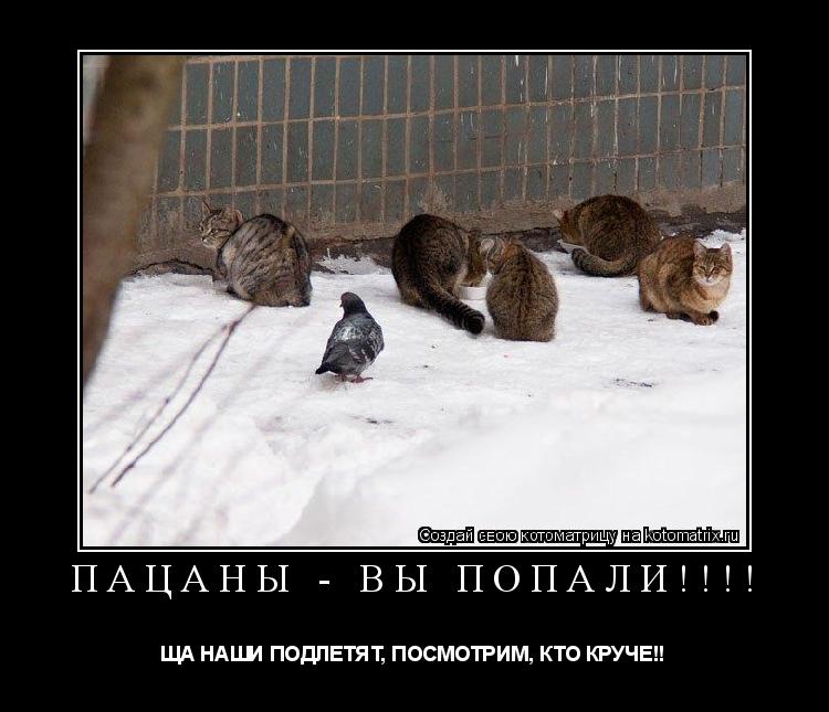 ПАЦАНЫ - ВЫ ПОПАЛИ!!!! ЩА НАШИ ПОДЛЕТЯТ, ПОСМОТРИМ, КТО КРУЧЕ!!... Котоматрица: ПАЦАНЫ - ВЫ ПОПАЛИ!!!! ЩА НАШИ ПОДЛЕТЯТ, ПОСМОТРИМ, КТО КРУЧЕ!!